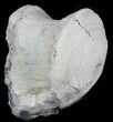 Fossil Brontotherium (Titanothere) Vertebrae - South Dakota #60646-2